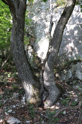 Pavlov, 21.5.2020
Duby v Soutěsce pod vrchem Děvín.
Mots-clés: Pavlovské vrchy Pavlov vrch Děvín Soutěska Ischnodes sanguinicollis