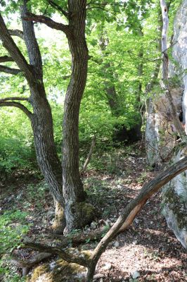 Pavlov, 21.5.2020
Duby v Soutěsce pod vrchem Děvín.
Klíčová slova: Pavlovské vrchy Pavlov vrch Děvín Soutěska Ischnodes sanguinicollis