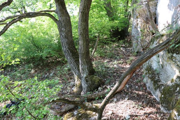 Pavlov, 21.5.2020
Duby v Soutěsce pod vrchem Děvín.
Klíčová slova: Pavlovské vrchy Pavlov vrch Děvín Soutěska Ischnodes sanguinicollis