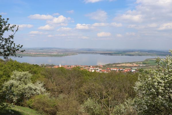 Pavlov, 30.4.2021
Děvín - jihovýchodní svah. Pohled na Pavlov.
Mots-clés: Pavlovské vrchy Pavlov Děvín