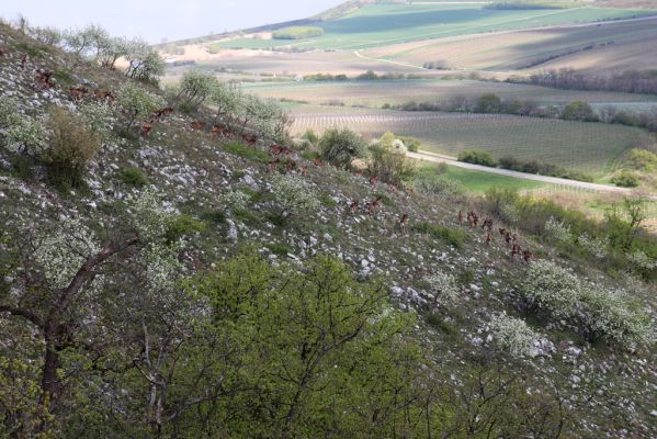 Pavlov, 30.4.2021
Děvín - mufloni na jihovýchodním svahu.
Mots-clés: Pavlovské vrchy Pavlov Děvín