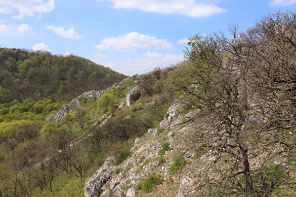 Pavlov, 30.4.2021
Děvín nad Soutěskou.
Mots-clés: Pavlovské vrchy Pavlov Děvín Soutěska