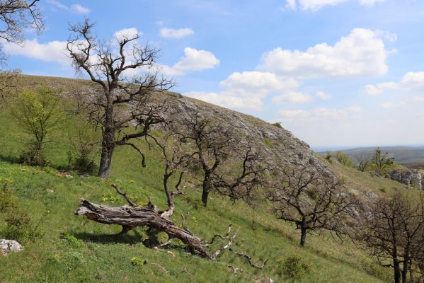 Pavlov, 30.4.2021
Děvín nad Soutěskou.
Mots-clés: Pavlovské vrchy Pavlov Děvín Soutěska