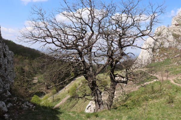 Pavlov, 30.4.2021
Děvín nad Soutěskou.
Klíčová slova: Pavlovské vrchy Pavlov Děvín Soutěska