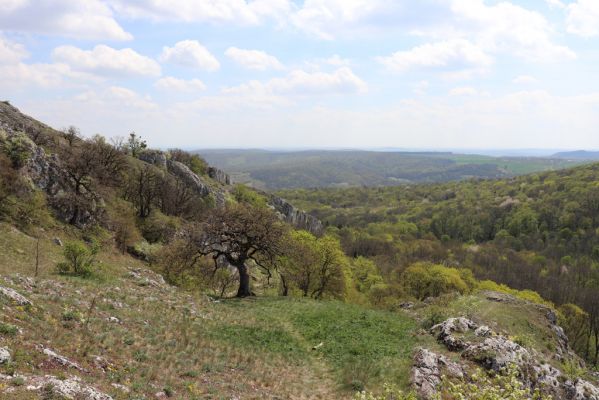 Pavlov, 30.4.2021
Děvín nad Soutěskou. Pohled na obory Klentnice a Bulhary.
Keywords: Pavlovské vrchy Pavlov Děvín Soutěska Klentnice Bulhary Ischnodes sanguinicollis