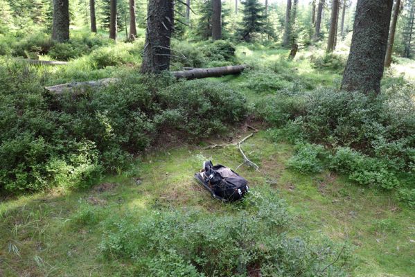 Pec pod Sněžkou, 12.8.2020
Široký hřbet u Richtrových bud. Srnčí bobky osídlené hnojníkem Limarus zenkeri.
Klíčová slova: Pec pod Sněžkou Krkonoše Široký hřbet Richtrovy boudy Limarus zenkeri