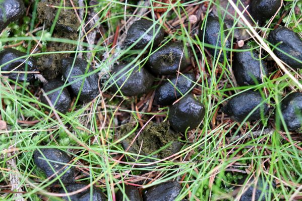 Pec pod Sněžkou, 12.8.2020
Široký hřbet u Richtrových bud. Srnčí bobky osídlené hnojníkem Limarus zenkeri.
Klíčová slova: Pec pod Sněžkou Krkonoše Široký hřbet Richtrovy boudy Limarus zenkeri