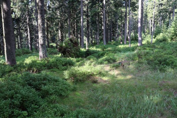 Pec pod Sněžkou, 12.8.2020
Široký hřbet u Richtrových bud.
Klíčová slova: Pec pod Sněžkou Krkonoše Široký hřbet Richtrovy boudy