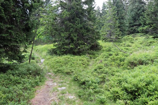 Pec pod Sněžkou, 12.8.2020
Modrý důl, zimní cesta u odbočky do Modrého sedla.
Klíčová slova: Pec pod Sněžkou Krkonoše Modrý důl zimní cesta