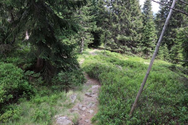 Pec pod Sněžkou, 12.8.2020
Modrý důl, zimní cesta u odbočky do Modrého sedla.
Schlüsselwörter: Pec pod Sněžkou Modrý důl zimní cesta