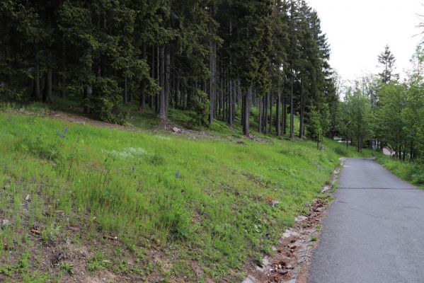 Pec pod Sněžkou, 16.6.2020
Okraj lesa nad Velkou Plání. Biotop kovaříka Hemicrepidius niger.
Keywords: Pec pod Sněžkou Krkonoše Široký hřbet Velká Pláň Hemicrepidius niger