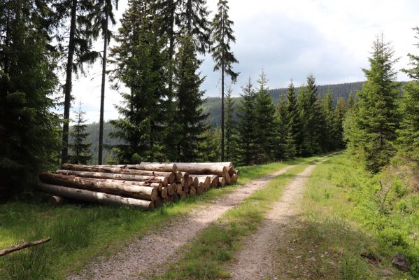 Pec pod Sněžkou, 16.6.2020
Široký hřbet. Lesní cesta pod Richtrovými boudami. 
Klíčová slova: Pec pod Sněžkou Krkonoše Čertovy schody Richtrovy boudy Corticeus fraxini