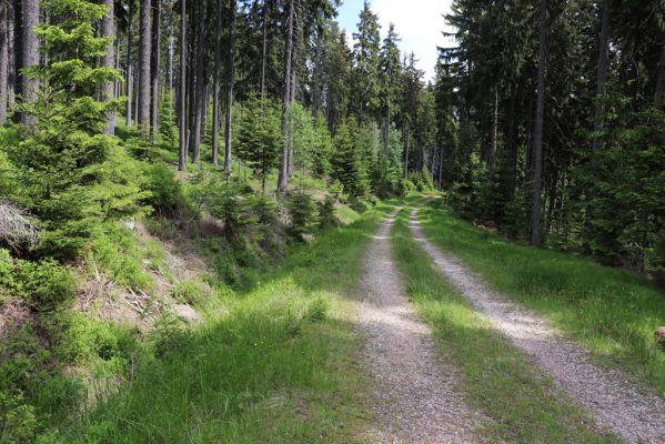 Pec pod Sněžkou, 16.6.2020
Široký hřbet. Lesní cesta pod Richtrovými boudami. 
Klíčová slova: Pec pod Sněžkou Krkonoše Čertovy schody Richtrovy boudy