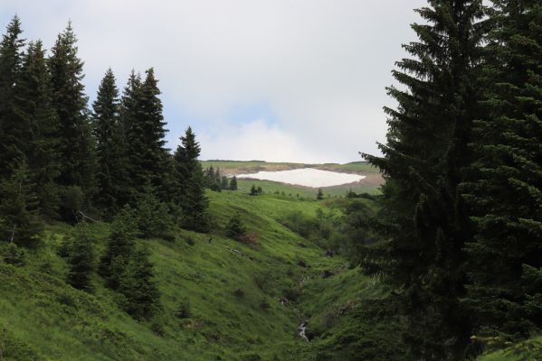 Pec pod Sněžkou, 21.6.2021
Modrý důl - pod Mapou republiky.
Klíčová slova: Krkonoše Pec pod Sněžkou Modrý Důl Mapa republiky