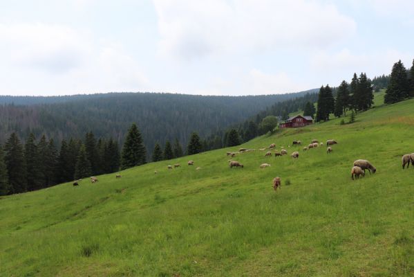 Pec pod Sněžkou, 21.6.2021
Modrý Důl - pastvina.
Keywords: Krkonoše Pec pod Sněžkou Modrý Důl