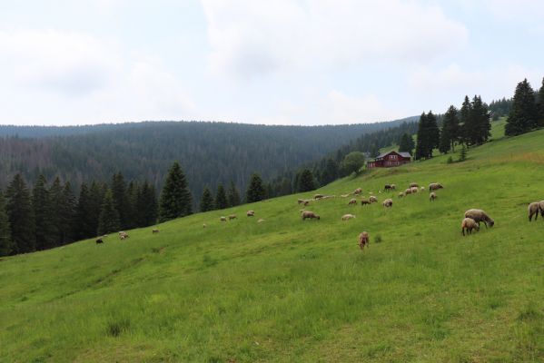 Pec pod Sněžkou, 21.6.2021
Modrý Důl - pastvina.
Klíčová slova: Krkonoše Pec pod Sněžkou Modrý Důl