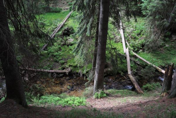 Pec pod Sněžkou, 21.6.2021
Modrý důl - smrčina u Modrého potoka.
Schlüsselwörter: Krkonoše Pec pod Sněžkou Modrý důl Modrý potok