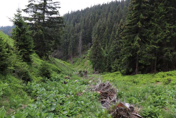 Pec pod Sněžkou, 21.6.2021
Modrý důl - dolní část údolí pod Mapou republiky.
Klíčová slova: Krkonoše Pec pod Sněžkou Modrý důl