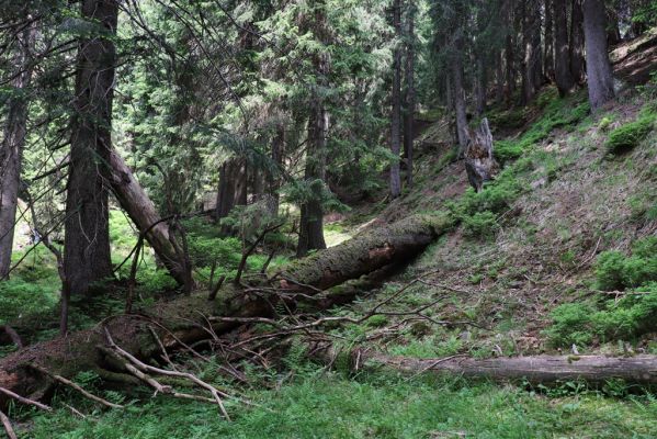 Pec pod Sněžkou, 21.6.2021
Modrý důl - smrčina u Modrého potoka.
Schlüsselwörter: Krkonoše Pec pod Sněžkou Modrý důl Modrý potok