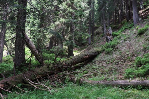 Pec pod Sněžkou, 21.6.2021
Modrý důl - smrčina u Modrého potoka.
Klíčová slova: Krkonoše Pec pod Sněžkou Modrý důl Modrý potok