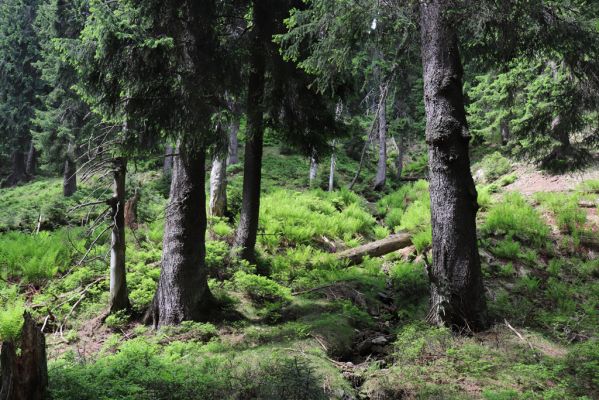 Pec pod Sněžkou, 21.6.2021
Modrý důl - smrčina u Modrého potoka.
Mots-clés: Krkonoše Pec pod Sněžkou Modrý důl Modrý potok