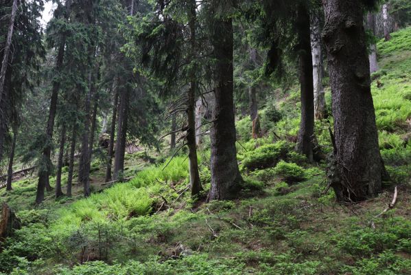 Pec pod Sněžkou, 21.6.2021
Modrý důl - smrčina u Modrého potoka.
Klíčová slova: Krkonoše Pec pod Sněžkou Modrý důl Modrý potok