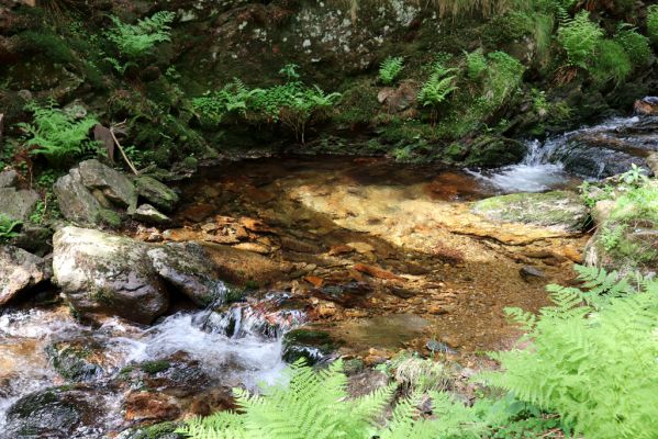 Pec pod Sněžkou, 21.6.2021
Modrý důl - Modrý potok.
Schlüsselwörter: Krkonoše Pec pod Sněžkou Modrý důl Modrý potok