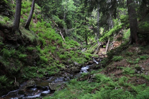 Pec pod Sněžkou, 21.6.2021
Modrý důl - Modrý potok.
Keywords: Krkonoše Pec pod Sněžkou Modrý důl Modrý potok