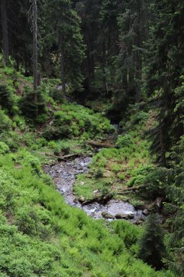 Pec pod Sněžkou, 21.6.2021
Modrý důl - Modrý potok.
Mots-clés: Krkonoše Pec pod Sněžkou Modrý důl Modrý potok