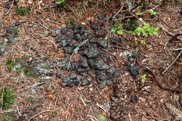 Pec pod Sněžkou, 21.6.2021
Modrý důl. Jelení trus s hnojníky Agoliinus piceus. 
Klíčová slova: Krkonoše Pec pod Sněžkou Modrý důl Modrý potok