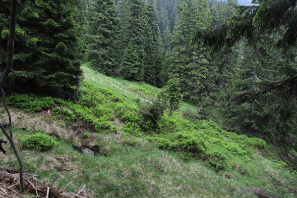 Pec pod Sněžkou, 21.6.2021
Sedmiroklí nad Mechovým vodopádem. 
Klíčová slova: Krkonoše Pec pod Sněžkou Sedmiroklí