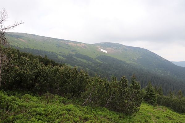 Pec pod Sněžkou, 21.6.2021
Sedmiroklí nad Mechovým vodopádem. Pohled na Studniční horu.
Keywords: Krkonoše Pec pod Sněžkou Sedmiroklí Studniční hora