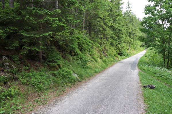 Pec pod Sněžkou, 21.6.2021
Bukové údolí, okraj cesty do Modrého dolu - biotop kovaříka Sericus subaeneus.
Keywords: Krkonoše Pec pod Sněžkou Bukové údolí Sericus subaeneus