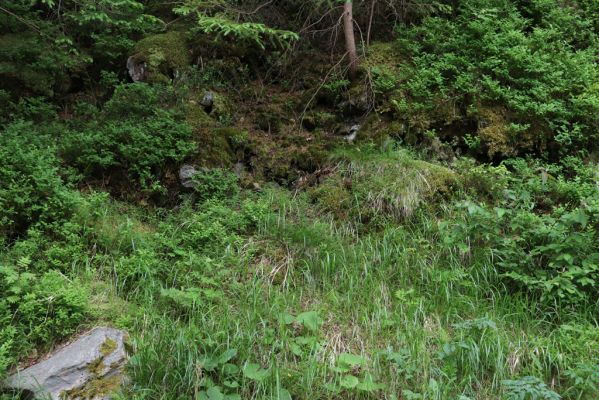 Pec pod Sněžkou, 21.6.2021
Bukové údolí, okraj cesty do Modrého dolu - biotop kovaříka Sericus subaeneus. 
Klíčová slova: Krkonoše Pec pod Sněžkou Bukové údolí Sericus subaeneus