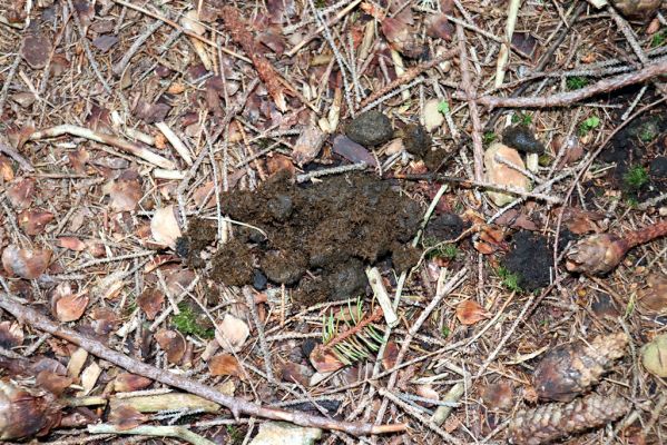 Pec pod Sněžkou, 21.8.2020
Krkonoše, Obří důl. Břeh Úpy poblíž kaple v Obřím dole.
Klíčová slova: Pec pod Sněžkou Krkonoše Obří důl Úpa Parammoecius corvinus