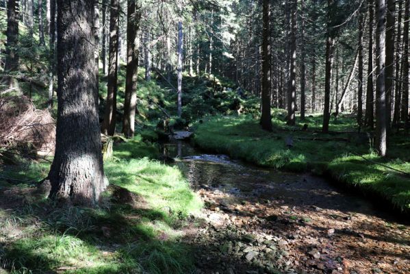 Pec pod Sněžkou, 21.8.2020
Krkonoše, Obří důl. Úpa poblíž kaple v Obřím dole.
Klíčová slova: Pec pod Sněžkou Krkonoše Obří důl Úpa
