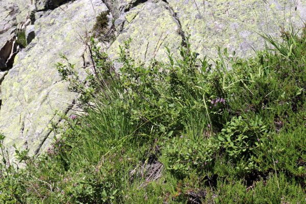 Pec pod Sněžkou, 21.8.2020
Krkonoše, Obří důl. Úpská rokle pod Úpskou hranou. 
Klíčová slova: Pec pod Sněžkou Krkonoše Obří důl Úpská jáma Úpská rokle