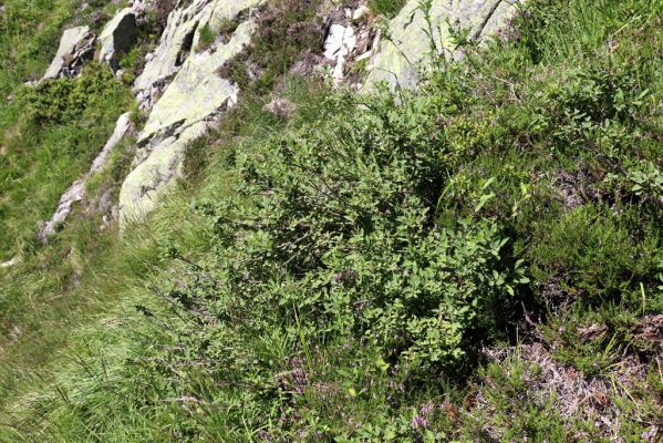 Pec pod Sněžkou, 21.8.2020
Krkonoše, Obří důl. Úpská rokle pod Úpskou hranou. 
Klíčová slova: Pec pod Sněžkou Krkonoše Obří důl Úpská jáma Úpská rokle