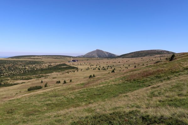 Špindlerův Mlýn, 21.8.2020
Krkonoše, severní svah Luční hory. Pohled na Sněžku.
Klíčová slova: Špindlerův Mlýn Krkonoše Luční hora Sněžka Luční bouda