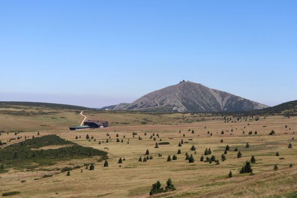 Špindlerův Mlýn, 21.8.2020
Krkonoše, severní svah Luční hory. Pohled na Sněžku.
Klíčová slova: Špindlerův Mlýn Krkonoše Luční hora Sněžka Luční bouda