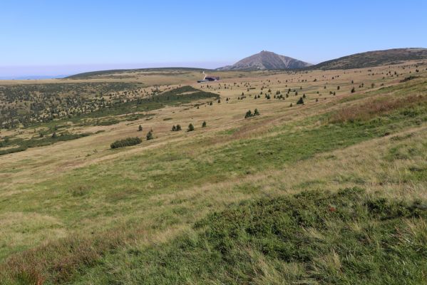 Špindlerův Mlýn, 21.8.2020
Krkonoše, severní svah Luční hory. Pohled na Sněžku.
Klíčová slova: Špindlerův Mlýn Krkonoše Luční hora Sněžka Luční bouda