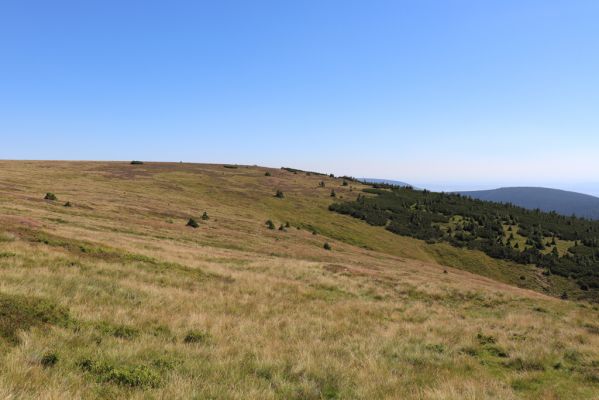 Špindlerův Mlýn, 21.8.2020
Krkonoše, Luční pláň pod Luční horou.
Klíčová slova: Špindlerův Mlýn Krkonoše Luční hora Luční pláň
