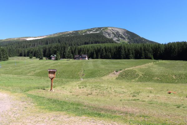 Pec pod Sněžkou, 24.6.2019
Krkonoše - Modrý důl, pastvina.
Keywords: Pec pod Sněžkou Krkonoše Modrý důl pastvina