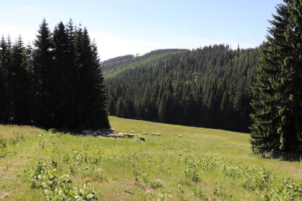 Pec pod Sněžkou, 24.6.2019
Krkonoše - Modrý důl, pastvina.
Klíčová slova: Pec pod Sněžkou Krkonoše Modrý důl pastvina