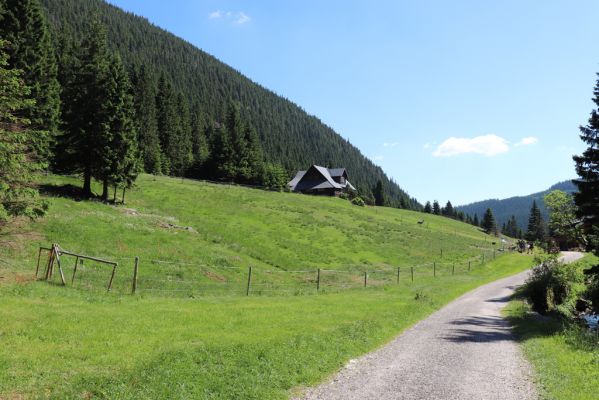 Pec pod Sněžkou, 24.6.2019
Krkonoše - Obří důl, pastvina u Boudy pod Sněžkou.
Keywords: Pec pod Sněžkou Krkonoše Obří důl Bouda pod Sněžkou pastvina