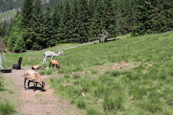 Pec pod Sněžkou, 24.6.2019
Krkonoše - Obří důl, pastvina u Boudy pod Sněžkou.
Keywords: Pec pod Sněžkou Krkonoše Obří důl Bouda pod Sněžkou pastvina