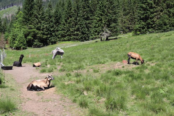 Pec pod Sněžkou, 24.6.2019
Krkonoše - Obří důl, pastvina u Boudy pod Sněžkou.
Klíčová slova: Pec pod Sněžkou Krkonoše Obří důl Bouda pod Sněžkou pastvina