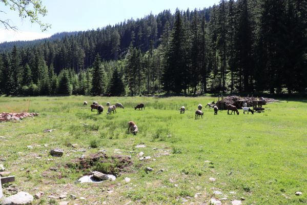 Pec pod Sněžkou, 24.6.2019
Krkonoše - Obří důl, pastvina u Boudy v Obřím dole.
Schlüsselwörter: Pec pod Sněžkou Krkonoše Obří důl Bouda v Obřím dole