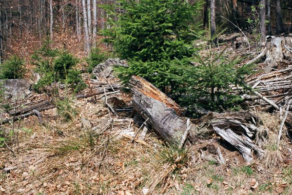 Pec, 29.4.2004
Pod Čerchovem - Horizontálka.
Klíčová slova: Pec Čerchov Horizontálka Ampedus aethiops