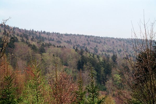 Česká Kubice, 29.4.2004
Čerchov - smíšený les pod Dlouhou skálou.
Klíčová slova: Česká Kubice Čerchov Dlouhá skála